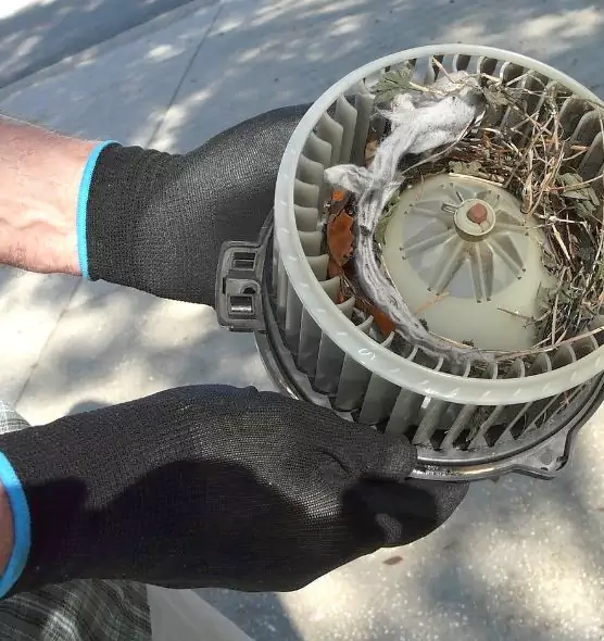 About Air Duct Rat Removal in Port Orange, FL